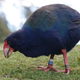 A Takahe, a native New Zealand flightless bird which is threatened with extinction, seeks out food at the Zealandia wildlife sanctuary in Wellington, New Zealand. (Image: AP)